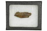 Cretaceous Fossil Mammal Jaw Section - Wyoming #379751-2